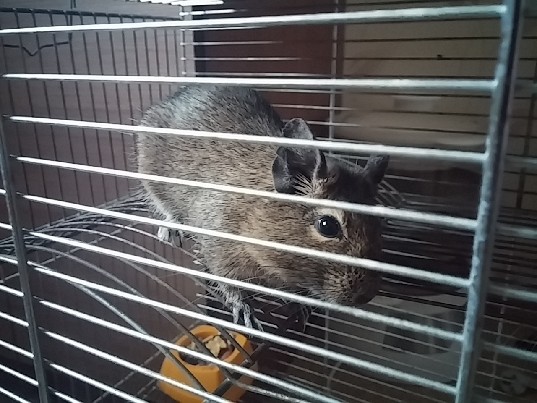 degu