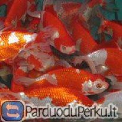 Dekoratyviniai karosai tvenkiniams, akvariumams