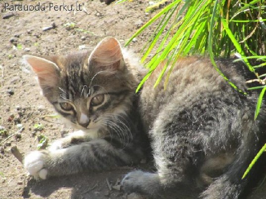 Dovanoami katinėliai