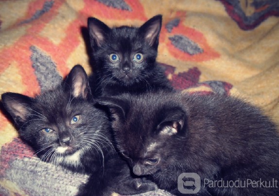 Dovanoja 2 mėn. katytes