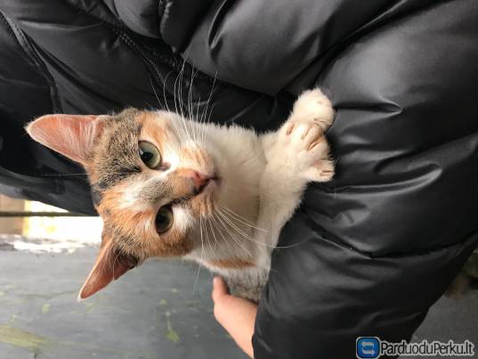 Dovanojam žaliaakė katytė