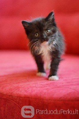 Dovanojama 1,5 mėn. beprotiškai žavi katytė!