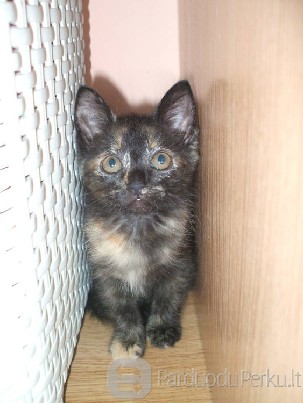 Dovanojama 1,5 mėn. marmurinė katytė