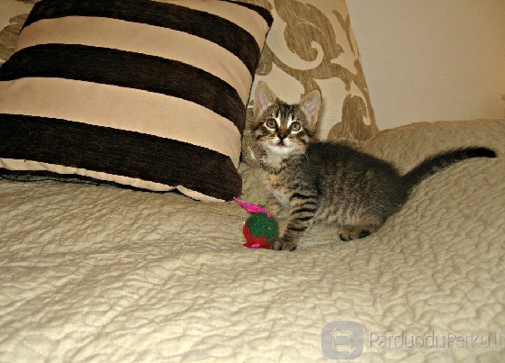 Dovanojama 1,5 mėn. raina katytė