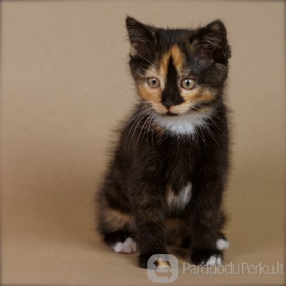 Dovanojama 1,5 mėn. trispalvė katytė