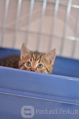 Dovanojama 2 mėn. rainiukė Vuksė!