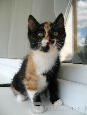 Dovanojama 2 mėn, trispalvė katytė