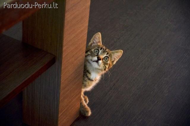 Dovanojama 2 mėn. rainiukė Marka