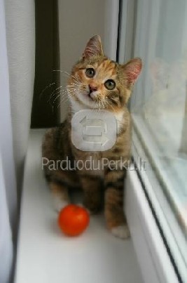 Dovanojama 3,5 mėn. meili, raina katytė