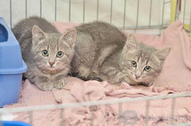 Dovanojama 3 mėn. išskirtinės išvaizdos katytė!