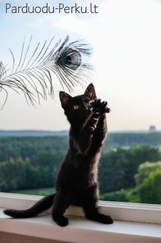 Dovanojama 3 mėn. fantastiška katytė Maja!