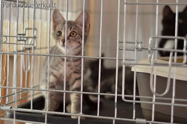 Dovanojama 3 mėn. įspūdinga katytė!