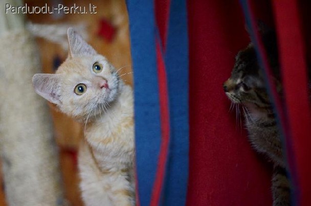 Dovanojama 4 mėn. retos spalvos katytė Endė