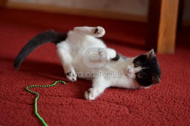 DOVANOJAMA 4 mėn. švelni, jauki katytė