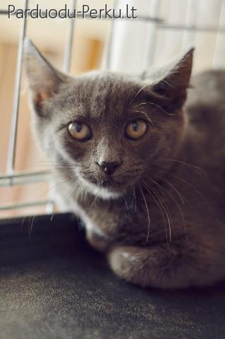 Dovanojama 4 mėn rusų mėlynosios mišrūnė!