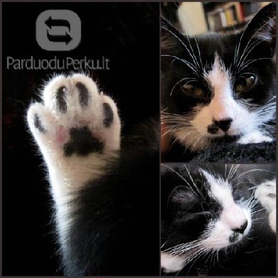 Dovanojama 6 mėn. katytė