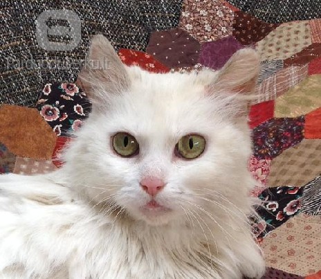 Dovanojama balta, pūkuota katė Pelenė