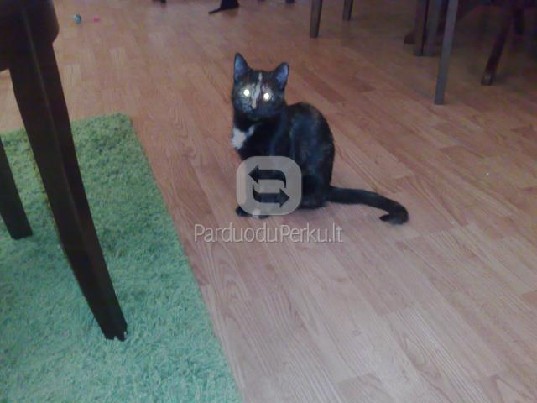 Dovanojama fantastiška katytė Kitė