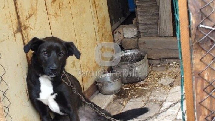 Dovanojama jauna kalytė