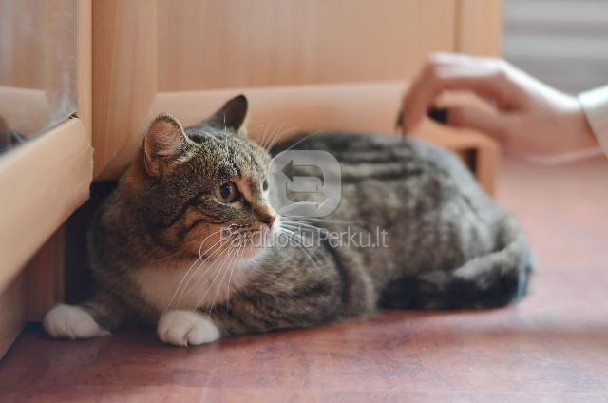 Dovanojama jauna, rami, sterilizuota katytė