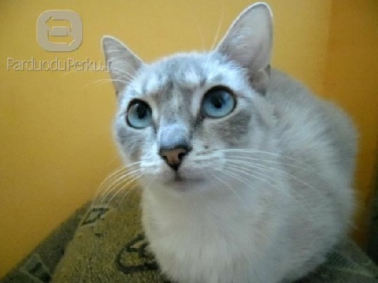 Dovanojama jauna,sterilizuota katytė Sonika