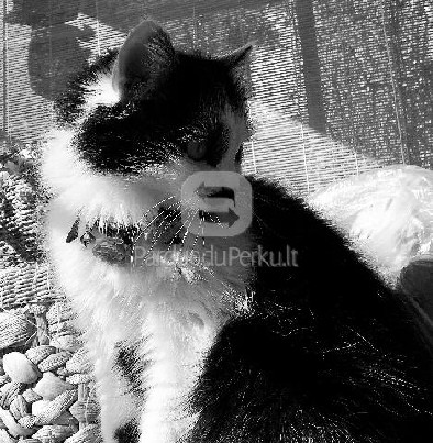 Dovanojama jauna, tobulo būdo sterilizuota katytė!