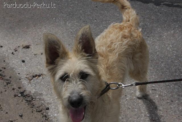 Dovanojama kalytė Auksė