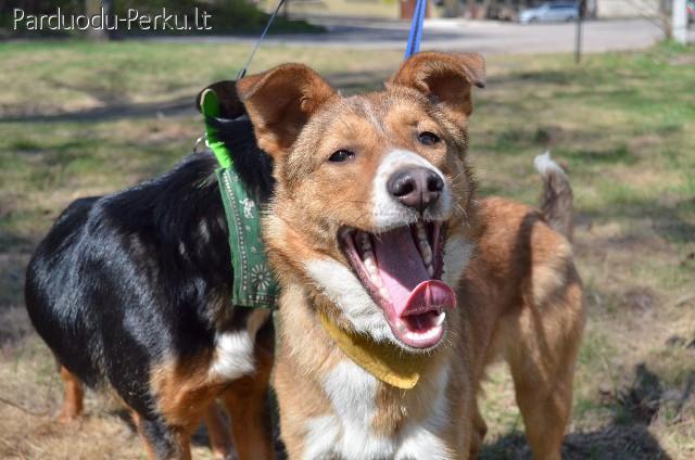 Dovanojama kalytė Jūra