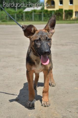 Dovanojama kalytė Neila