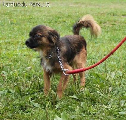 Dovanojama kalytė Salsa!