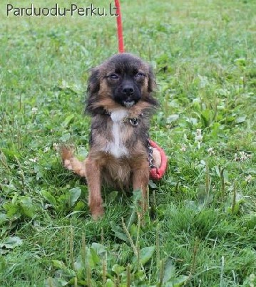 Dovanojama kalyte sterilizuota