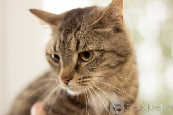 Dovanojama katė Vilniuje