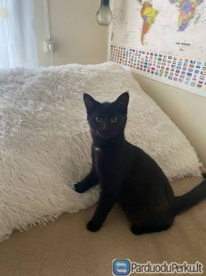 Dovanojama katytė Fila