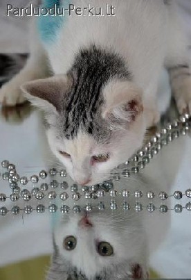 Dovanojama katytė Pilkė!