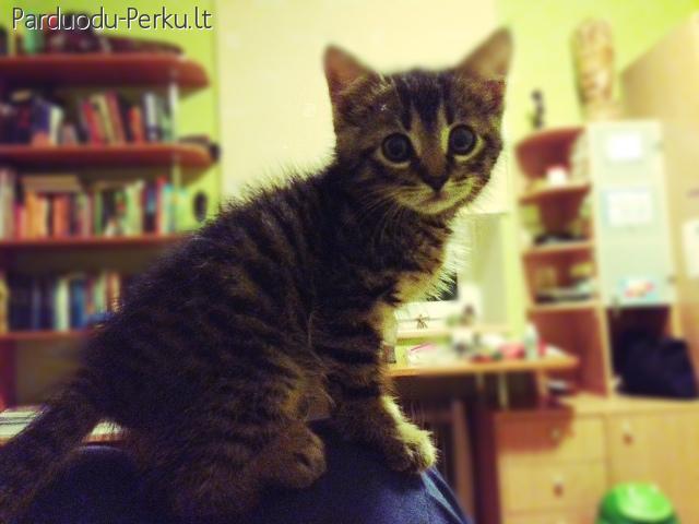 Dovanojama maža, miela ir be galo draugiška katytė