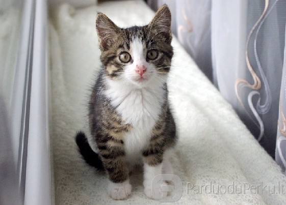 Dovanojama maža 2mėn. katytė