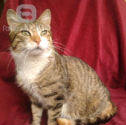 Dovanojama meili, sterilizuota katytė