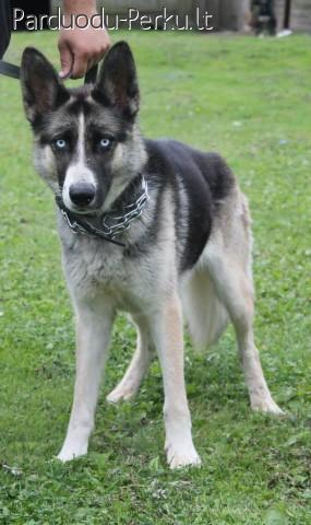 Dovanojama mėlynakė