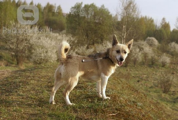 Dovanojama nedidukė Laputaitė Tindi