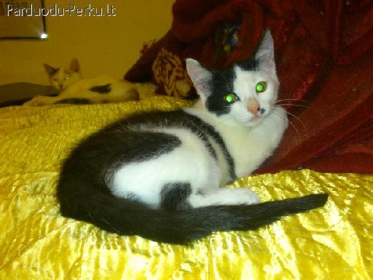 Dovanojama nuostabi 3,5mėn. katytė Suodė!