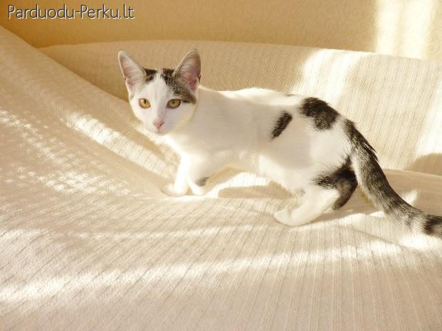 Dovanojama nuostabi, draugiška 4 mėn. katytė!