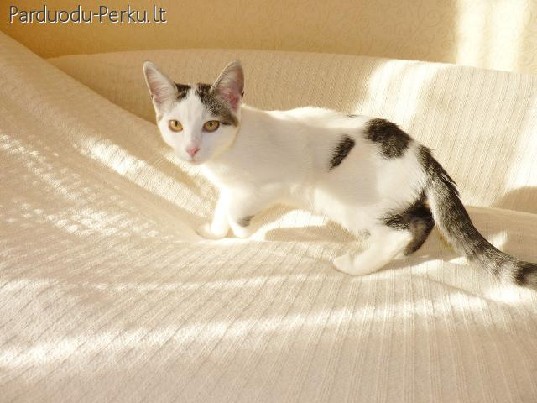 Dovanojama nuostabi, draugiška 4 mėn. katytė!