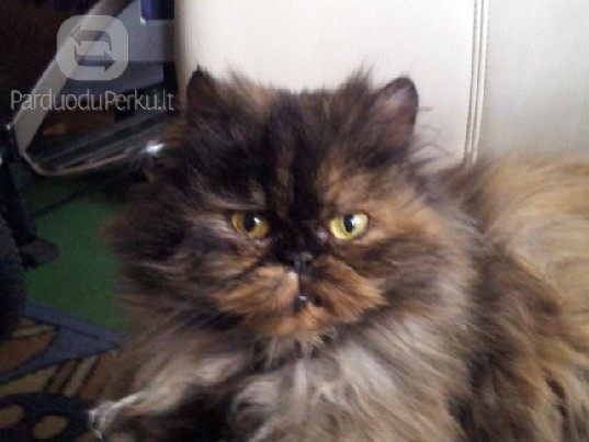 Dovanojama persų katė Čiumba