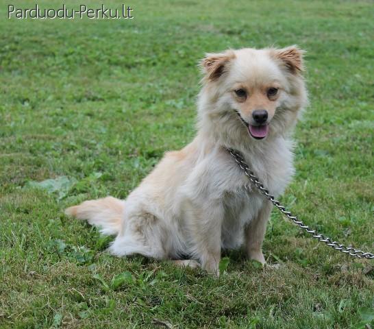 Dovanojama Safyra sterilizuota