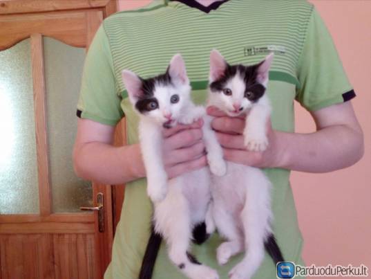 Dovanojamos 2 katytės