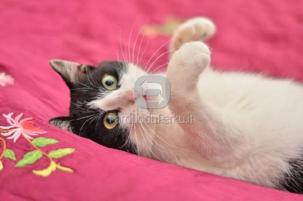 DOVANOJAMA sterilizuota, striukauodegė katytė Teila