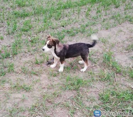 Dovanojama šuniukė Kvietkiukė (paskiepyta, sučipuota)