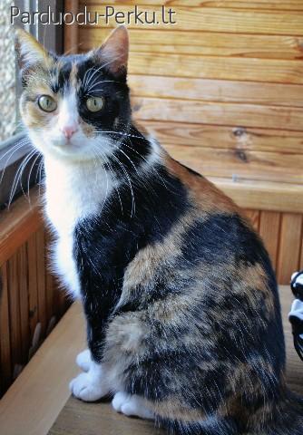 Dovanojama trispalvė katė - Margo