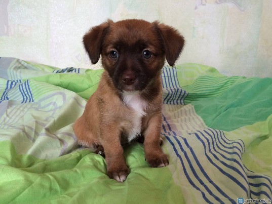 Dovanojama žavi kalytė