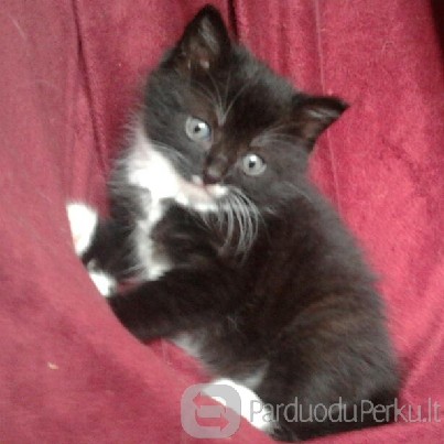 Dovanojamas 1,5 mėn. kačiukas
